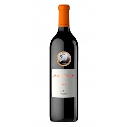 VINO MALLEOLUS